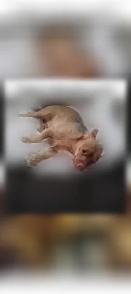 Lost dog, Country Heritage Drive, Ash Flat, Gardendale - male yorkie chihuahua mix with a brown collar - photo
