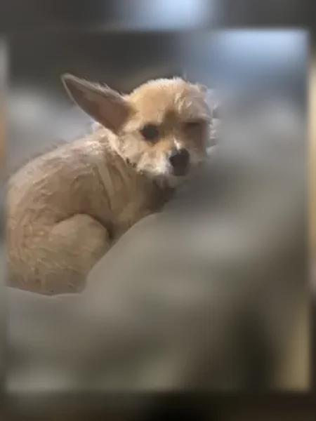 Lost dog, female, South Saratoga Street, 109, Suffolk - pointed ears - photo