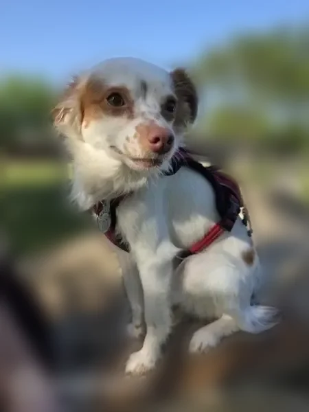 Lost dog, US Highway 80E, 3409, Mesquite, Lewisville - small, mostly white with orange ears - photo