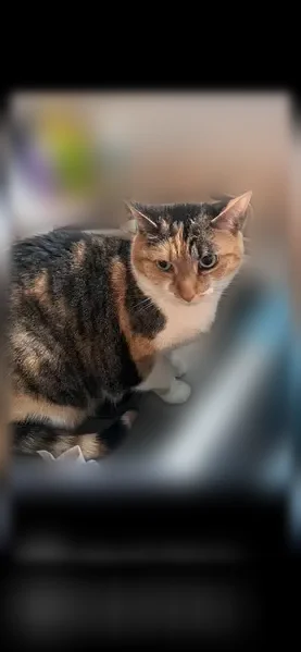 Lost cat, Surrey Trail, 1850, Sugarcreek Township, Bellbrook - female, black, orange and white - photo