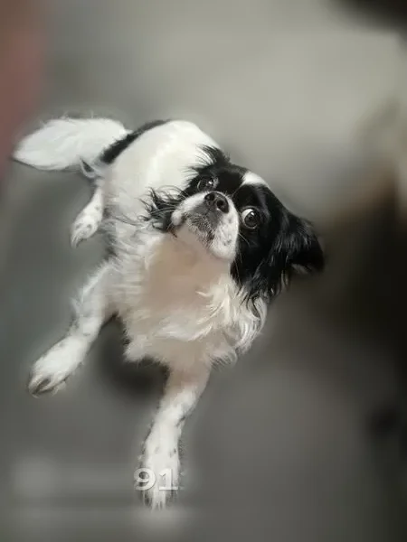 Lost dog, Colonial Village near Sugar bush circle, Savannah - small black and white Japanese chin - photo