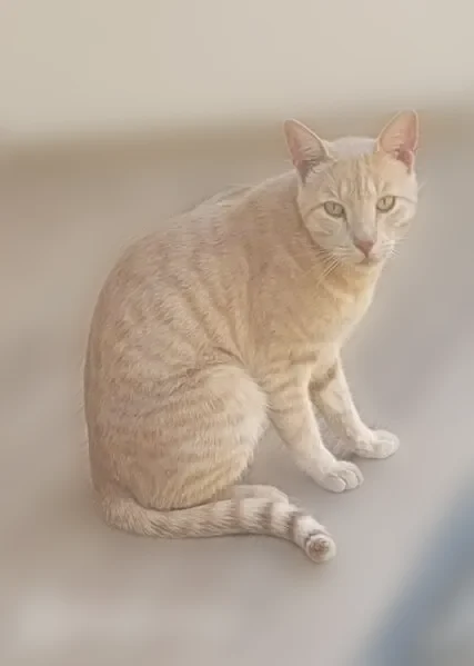 Chat perdu mâle, Lorgues, Provence-Alpes-Côte d'Azur - roux beige clair tigré, pucé - photo