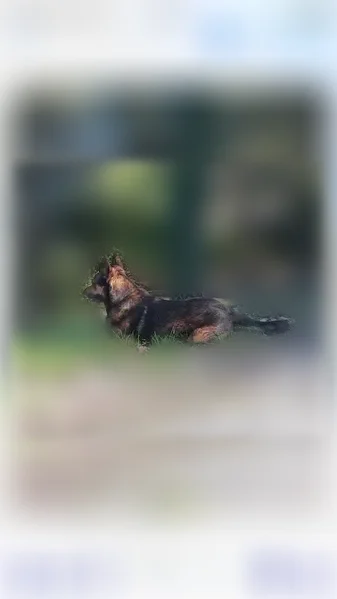 Chien perdu mâle, Chemin de Redondon, Montélimar - croisé marron et noir - photo