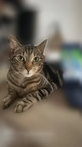 Chat perdu mâle, Rue de l'Épitaphe, 20, Besançon - tigré et foncé - photo