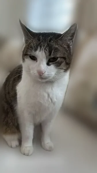 Chat perdu mâle, Impasse Fulton, 3, Bethoncourt - blanc et tigré, collier marron avec étoiles dorées - photo