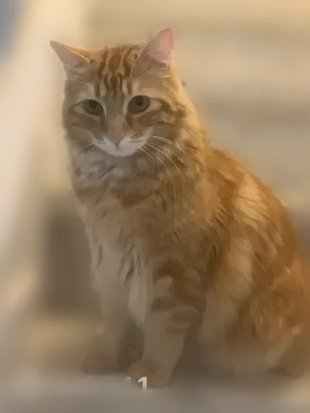 Perdu chat mâle, Rue des Mimosas, 8, Prades, Paris - peureux, poils longs - photo