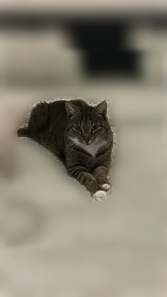 Chat perdu, Résidence Jean Lepere, 12b, Guichainville — femelle tigrée avec pattes et menton blanches - photo