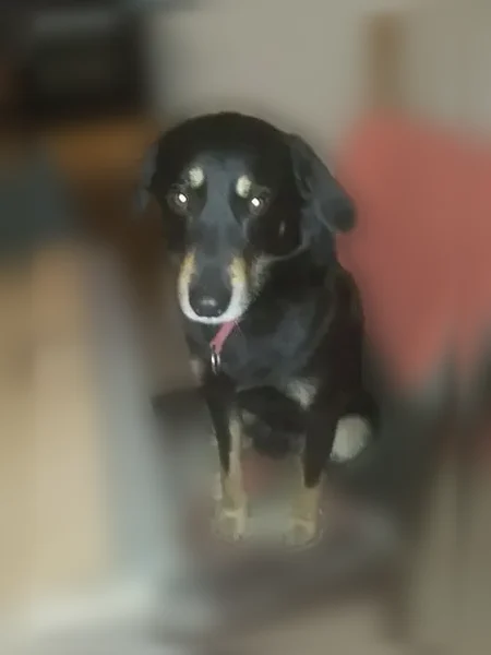Chien perdu mâle, Chemin du Belano, 15, Auray - beauceron noir et feu - photo