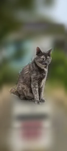 Chat perdu femelle, Rue Paul Vaillant Couturier, 59, Clamart - écaille de tortue gris-beige - photo