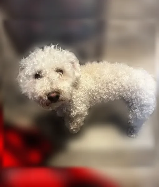 Lost dog, North Fort Worth Street, 1761, Midland - male - photo