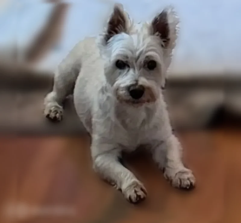 Lost dog, Clifton Avenue, 9033, Mokena - white Westie named Rory - photo