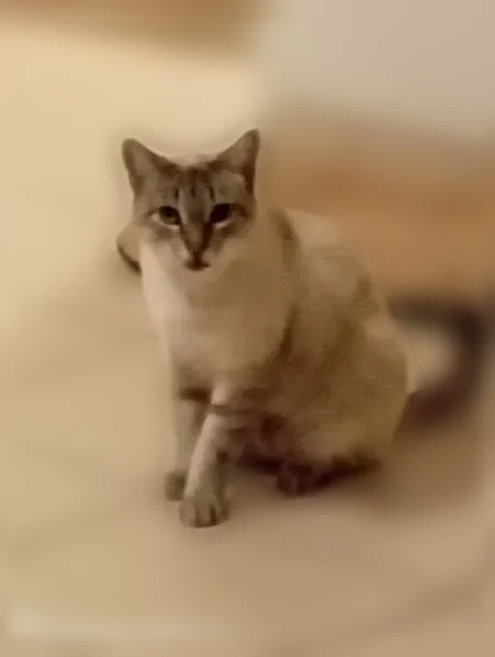 Chat perdu mâle, Rue Thoiras, Rivedoux-Plage - beige tigré, yeux bleus - photo