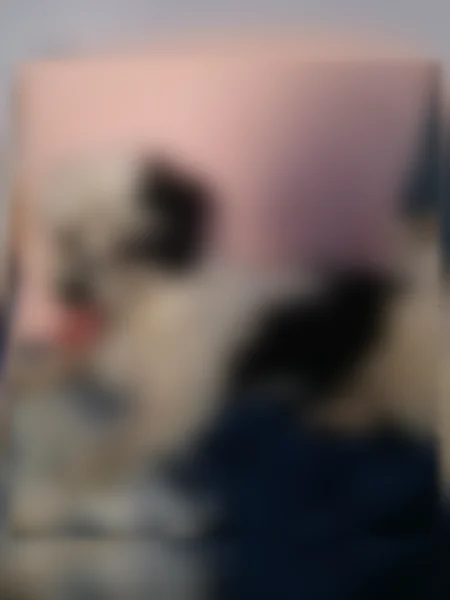 Lost dog, female, Montgall Avenue, 2105, Kansas City - black and white, 6 months old - photo