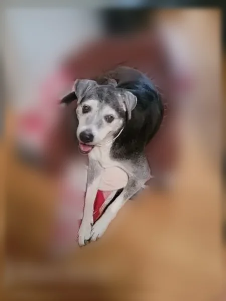 Lost dog, female, Salem School Road, 130, Collins — head tilted right, skittish - photo