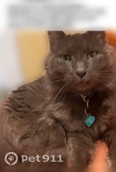 Lost cat, Northeast Gloucester Way, Hillsboro, Portland - very friendly, neutered - photo