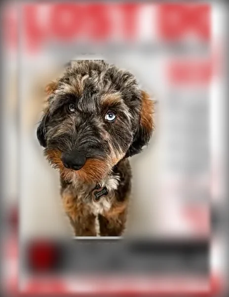 Lost dog, North Sturgeon Road, 3040, Midland — male Aussiedoodle, one blue eye and one brown eye - photo