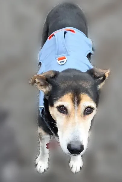 Missing dog Female, Newberg (usl542157) - photo