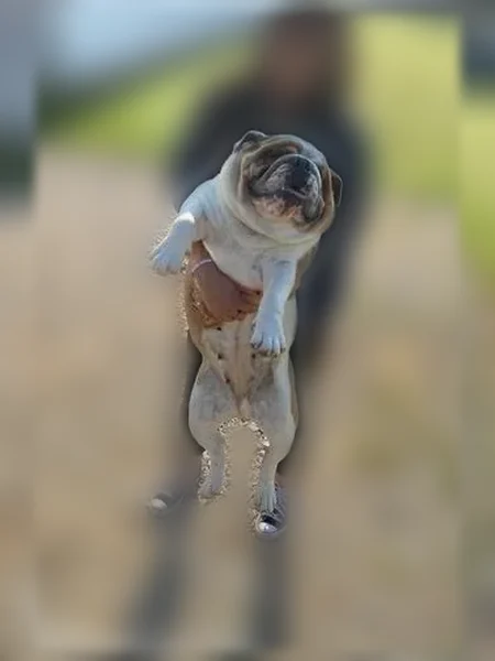 Lost dog, Sunshine Lane, 172, Durant - female, white with brown spots - photo