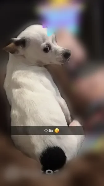 Lost dog, Southwest Titanium Court, Lake City - male, white and black - photo