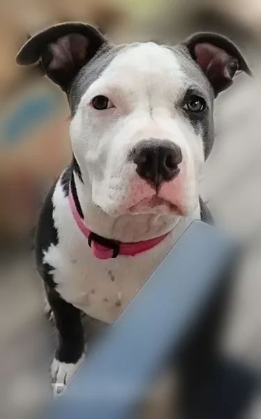 Lost dog female, Angie Court, 9814, Chicago — 6 months old, 18 inches at the withers - photo