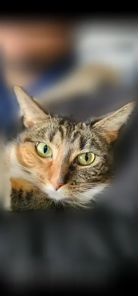 Lost cat, Spruce Mill Lane, 147, Westfield — female, calico tabby - photo