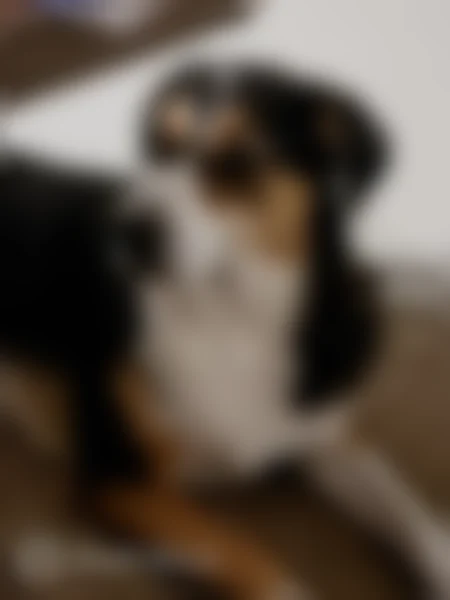 Lost dog, South West 137th Court, 1109, Oklahoma City, Dallas - female, skittish - photo