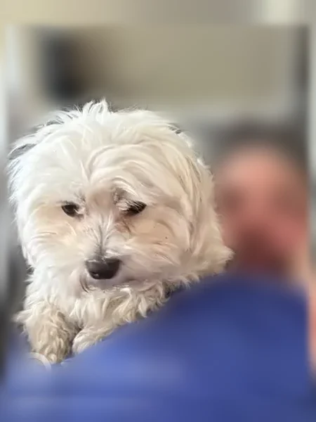 Lost dog, Sandwood Drive, 5133, Indianapolis - white Maltese, shy and skittish - photo