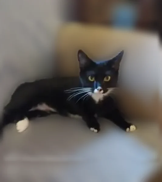 Lost cat, Hatcher Road, 1717, Sherwood - female, black and white tuxedo Manx - photo