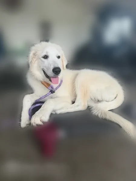 Lost dog, Stoney Creek Drive, 1350, Arlington - female, very friendly, skittish - photo
