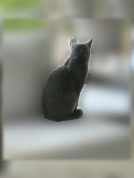 Lost cat, female, Locust Hills Place, 16545, Wayzata — Russian blue, 3 years old - photo