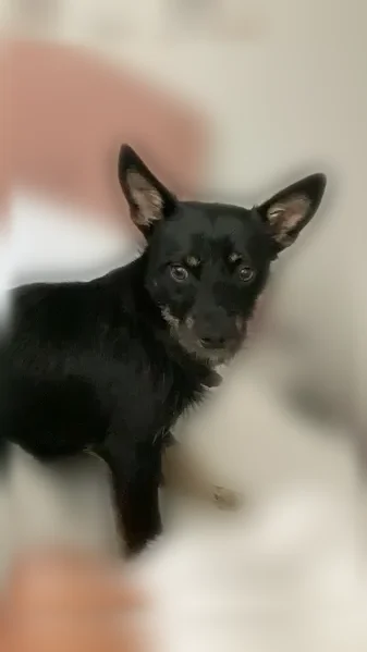 Lost dog, Rendon New Hope Road, 7140, Fort Worth - black with brown paws and face - photo