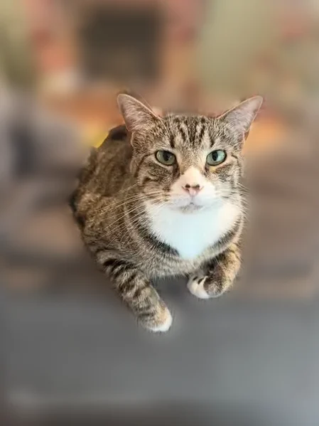 Lost cat, Van Buren Drive, Wentzville, St. Peters — female, no tail - photo