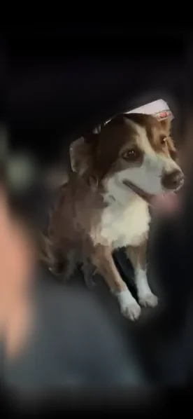 Lost dog, U.S. 75, 14596, Van Alstyne - friendly brown and white Australian shepherd - photo