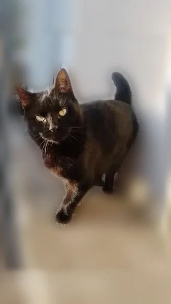 Chat perdu, femelle, Rageade, Neuilly-le-Réal - petite, pelage noir, queue courte - photo