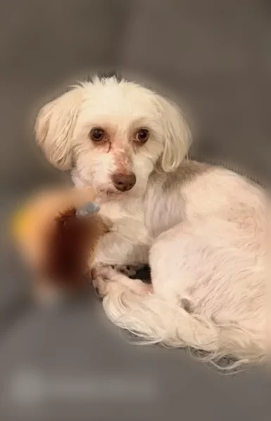 Lost dog male, Japan Way, 3579, Las Vegas - friendly Havanese with cream/white coat - photo