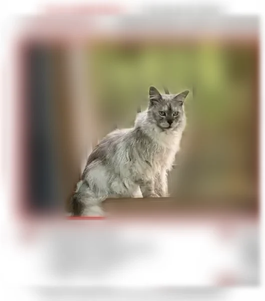 Chat perdu, Avenue Président John Kennedy, 2936, Six-Fours-les-Plages - femelle Maine Coon blanc silver - photo