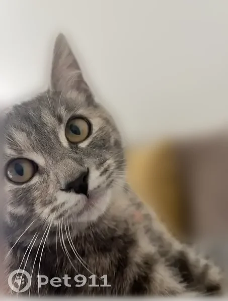Chat perdu, femelle, Rue Costes, 16, Méru, Méru - chatte européenne - photo