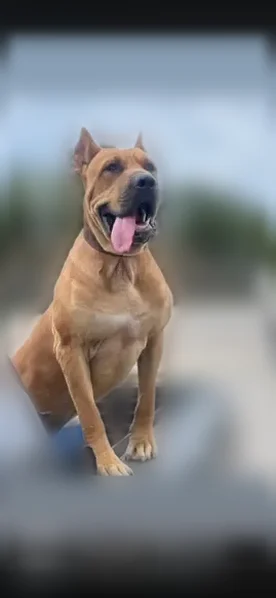 Lost dog, Ivy Drive, Little Rock, Tulsa - male, tan with cropped ears - photo