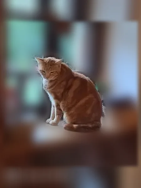 Chat perdu mâle, Rue du Hutray, 156, Clinchamps-sur-Orne - roux - photo