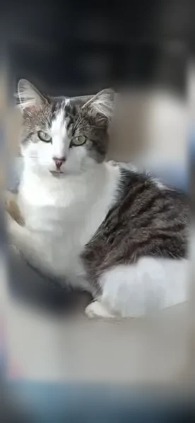 Chat perdu mâle, Allée de la Barrière, 65, Noyon - photo