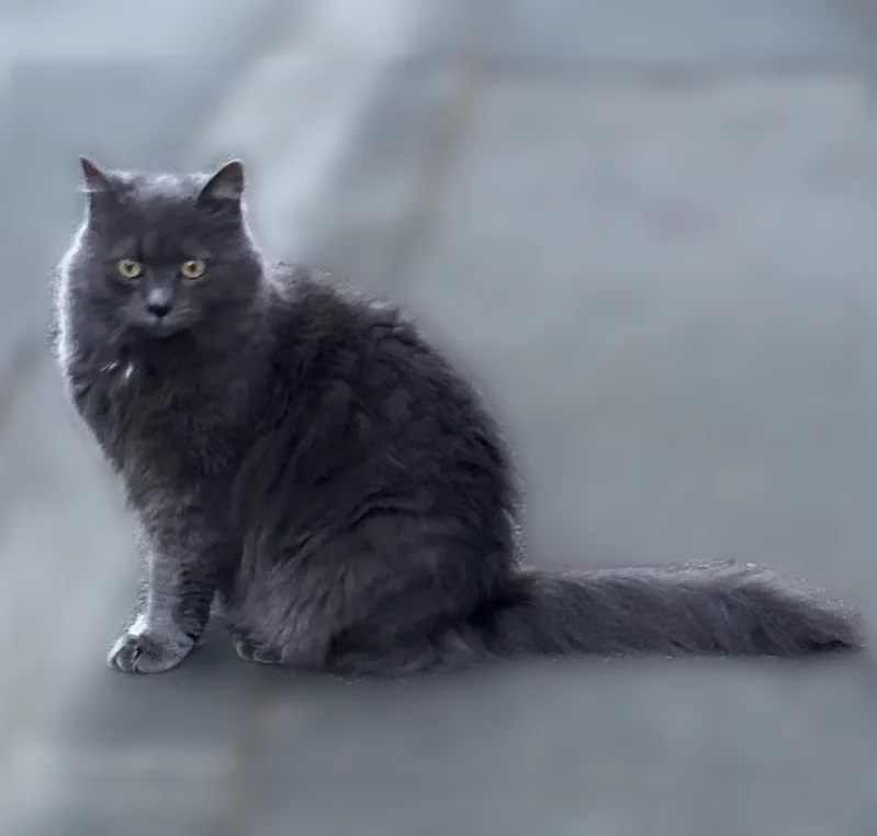 Chat perdu, Rue Chanzy, La Madeleine, Marquette-lez-Lille — femelle grise craintive - photo