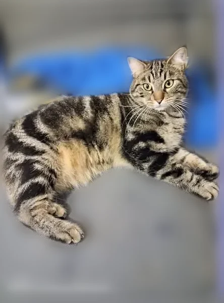 Chat perdu mâle, Perpignan - tigré - photo