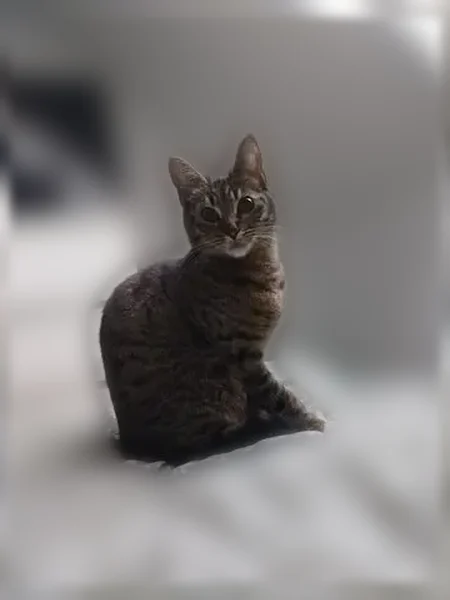 Chat perdu, Place de la Mairie, 28, Plounévez-Lochrist - femelle - photo