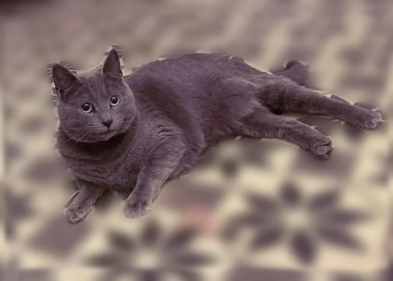 Perdue chatte femelle, La Ferté-Saint-Aubin, Saint-Herblain - grise-bleu, très timide - photo