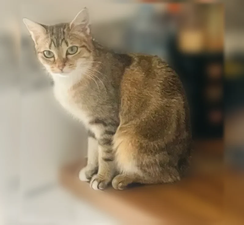 Perdu chat femelle, Is-sur-Tille, Bourgogne-Franche-Comté, Paris - annulaire gauche blanc - photo