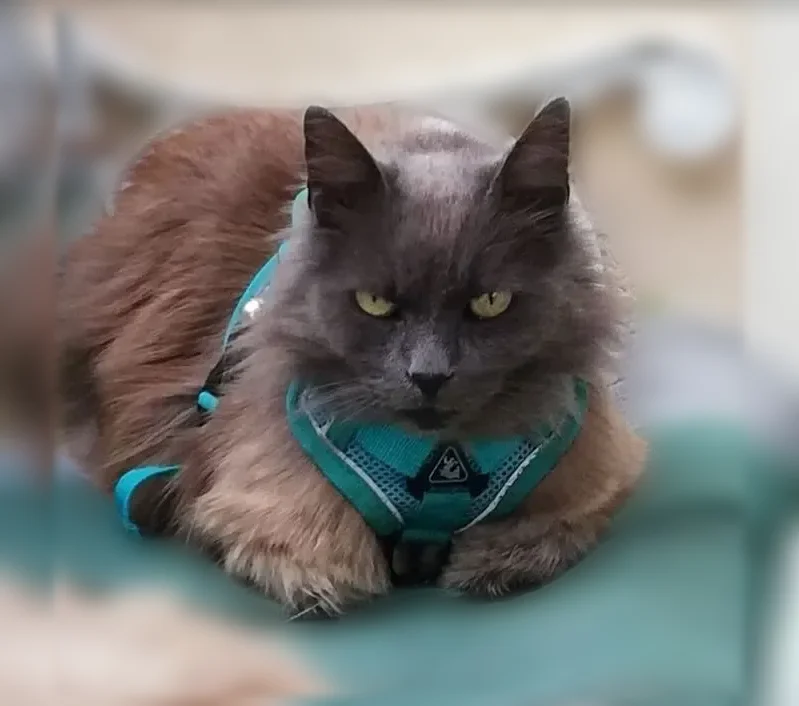 Chat perdu mâle, Avenue des Tourreilles, 89, Montréjeau - harnais vert/bleu - photo