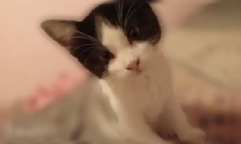 Chat perdu, Allée des Poilus, Vitrolles - femelle, chatte noire et blanche avec sourcil rasé - photo