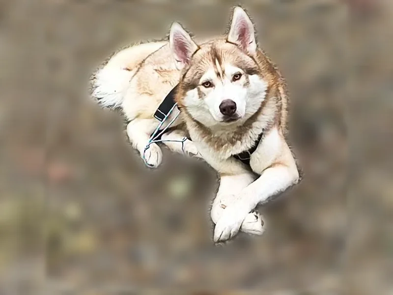 Lost dog, South Business 121, 2301, Lewisville - photo