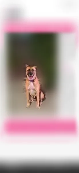 Missing dog Female, Fresno (usl542225) - photo