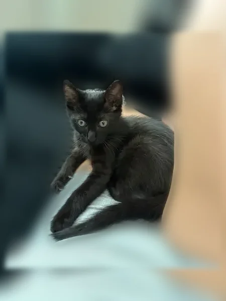 Lost cat, male, Trollie Lane, 2641, Jacksonville - completely black, light green eyes - photo